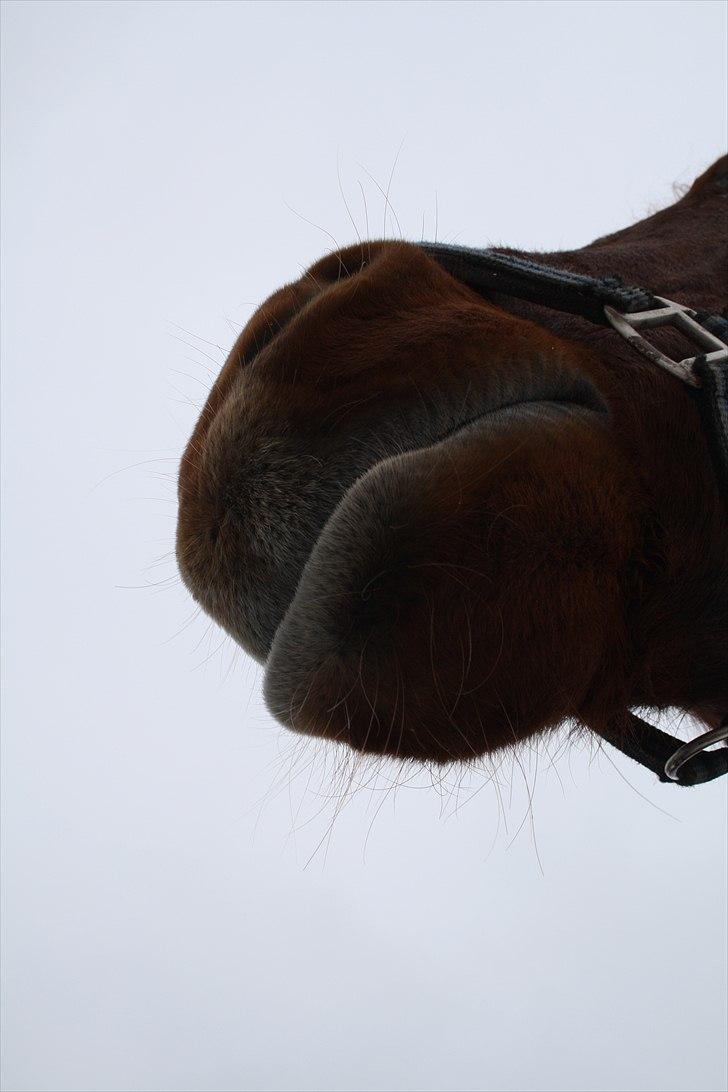 Anden særlig race Sensor-*R.I.P-13/04-2011* billede 16