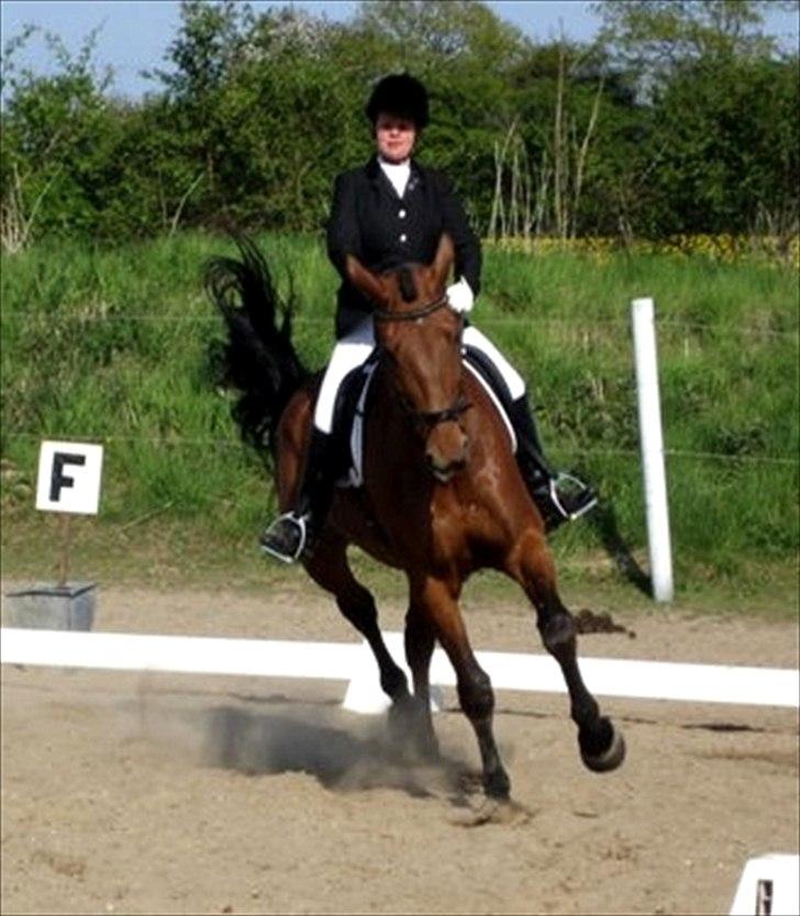 Dansk Varmblod Tatiana (Vildkat) - :D billede 18