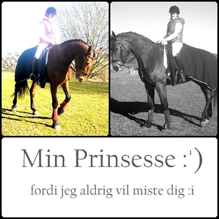 Dansk Varmblod Tatiana (Vildkat) - jeg vil aldrig forlade dig prinsesse :´) billede 20