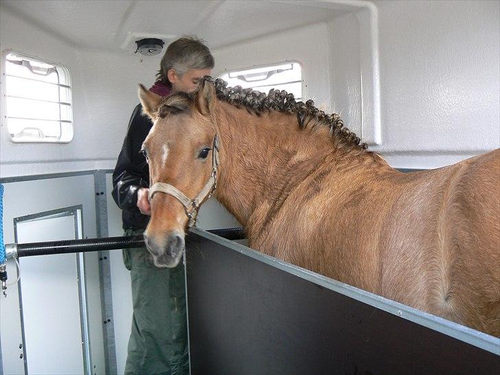 Anden særlig race Tulle *SOLGT* - på vej til stæne billede 5
