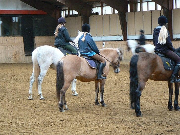 Anden særlig race Tulle *SOLGT* - elevundervisning ( inden hun er min) billede 7