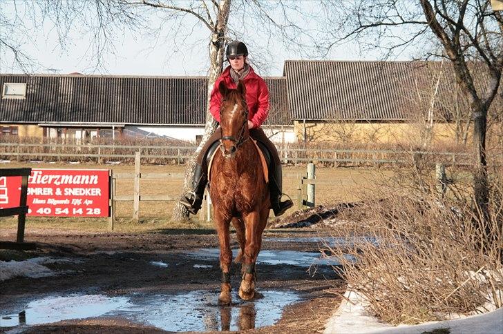 Anden særlig race Irish Girl ~ Grisen billede 7