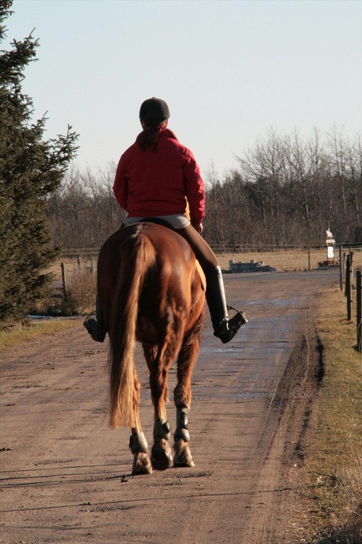 Anden særlig race Irish Girl ~ Grisen - Bye'Bye :D! billede 20