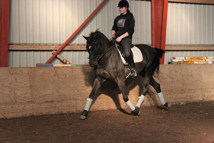 Trakehner Bolero  - 6/3 2011 billede 10