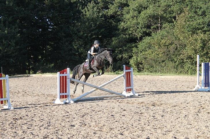 Anden særlig race CHIMAY - Min lille hoppebold<3 billede 3