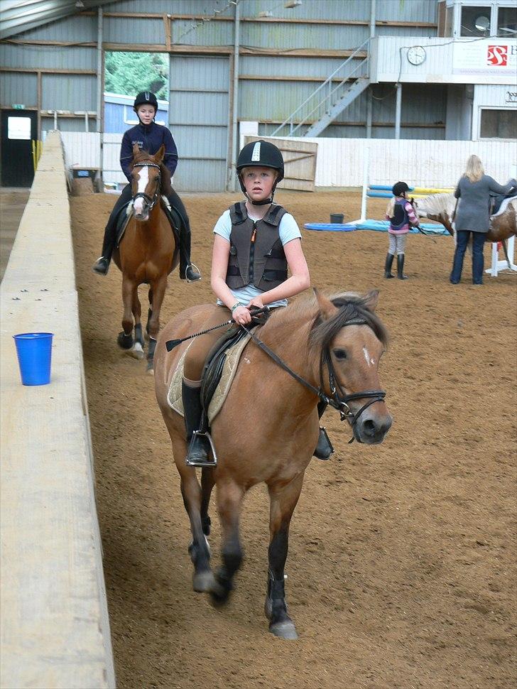 Anden særlig race Tulle *SOLGT* - inden undervisning billede 11