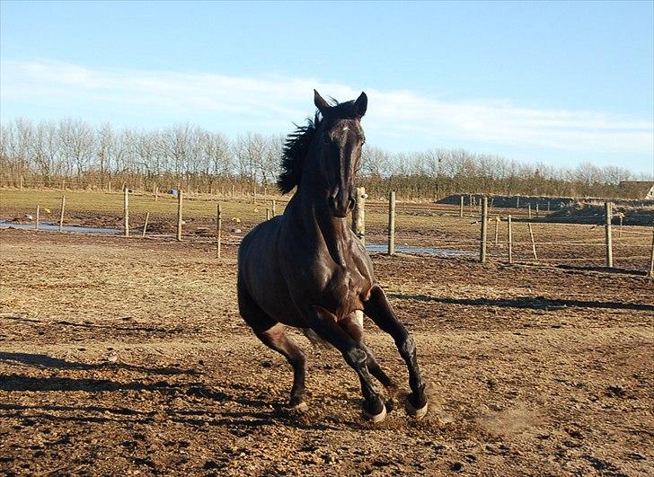 Oldenborg Catana billede 10