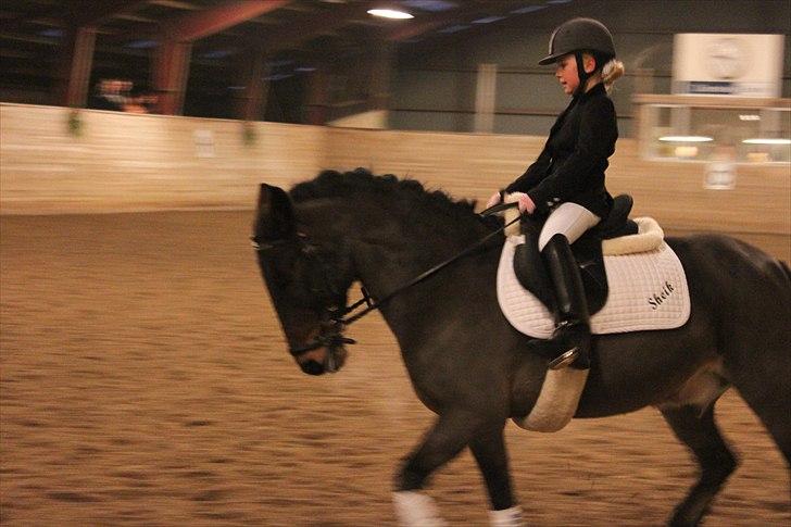 Anden særlig race Sheik <3  - Velkommen til Sheik´s Profil lig gerne en bedømmelse :)  billede 1