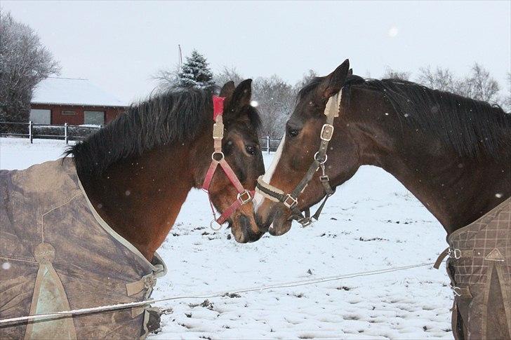 Anden særlig race Sheik <3  - Får mig lige et kys sammen med Pattaya  billede 3