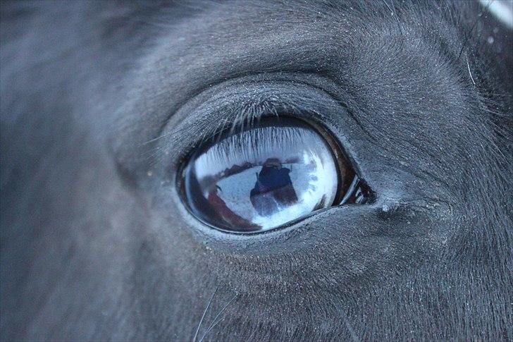 Anden særlig race CHIMAY - Behind blue eyes. billede 9