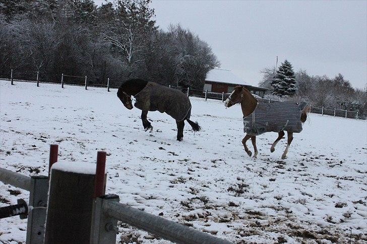 Anden særlig race Sheik <3  - Første dag med sne jubiii :)  billede 5
