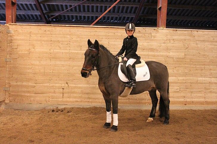 Anden særlig race Sheik <3  - Lige været på banen til mit anden stævne Ld1/Lc1  billede 6