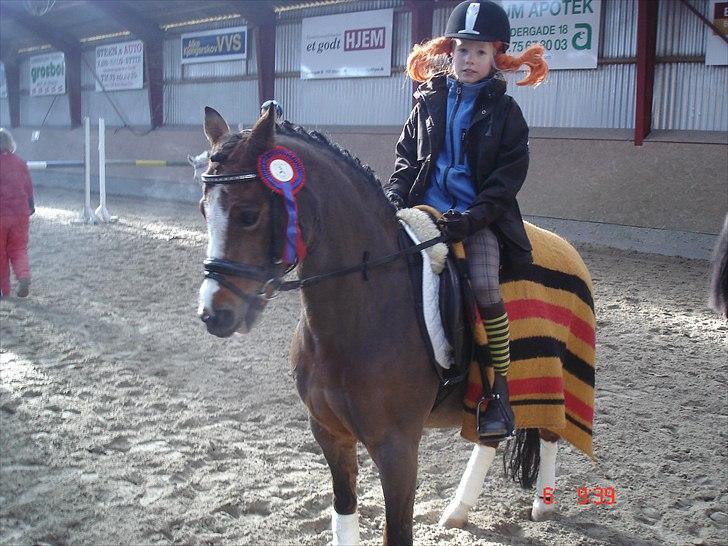 Welsh Pony (sec B) Sille  *A-pony* billede 8