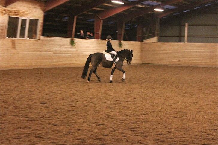 Anden særlig race Sheik <3  - Mit anden stævne her i en Ld1 :)  billede 7