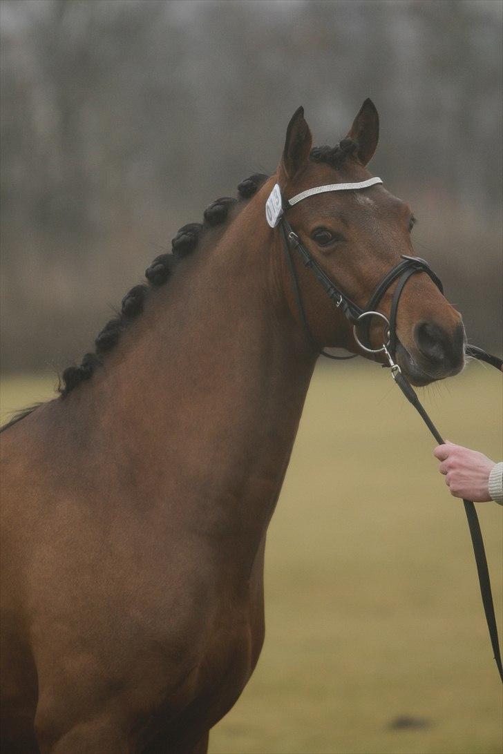 DSP Zatarra billede 1