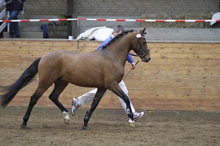 DSP Zatarra billede 2