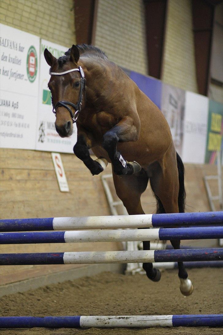 DSP Zatarra billede 3