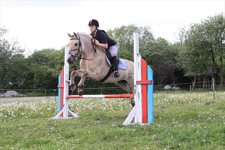 Fjordhest Puk AkA Hyper ungen! *Tid. Låne* - 16) vi springer et lille hyggespring på marken;-). billede 17