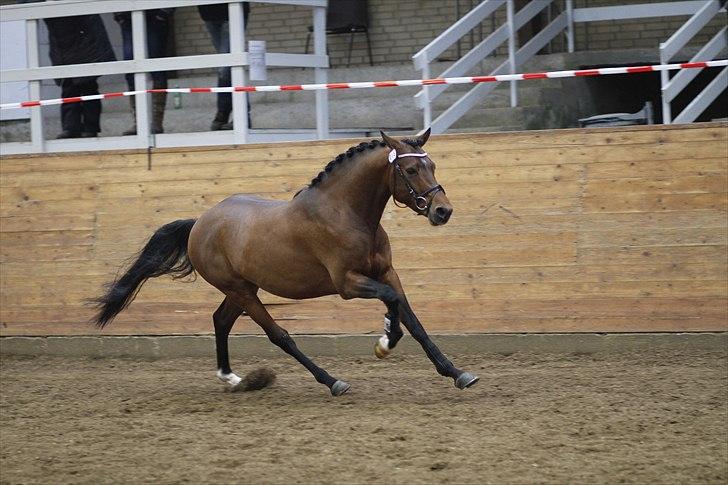 DSP Zatarra billede 4