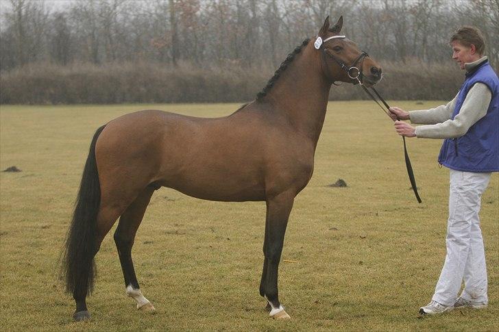 DSP Zatarra billede 5