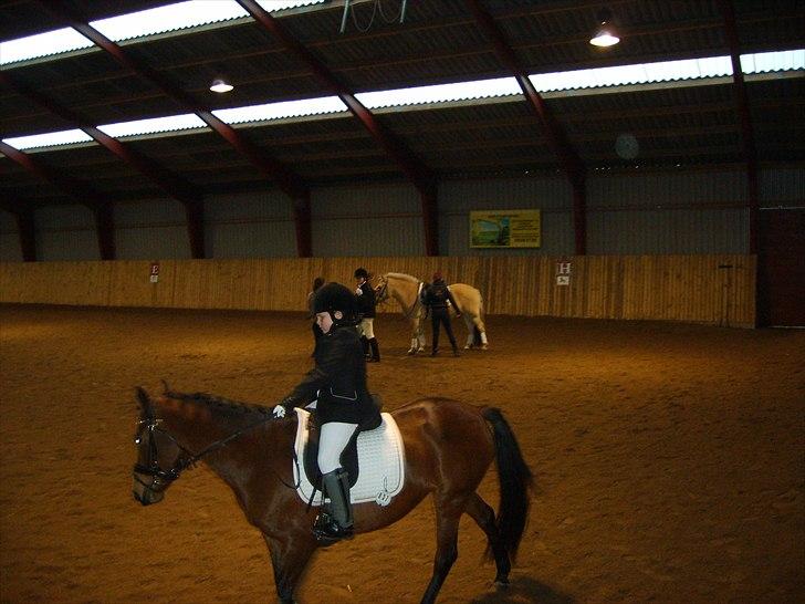 Anden særlig race Cher - Opvarmning til vores første stævne ld 1. billede 12