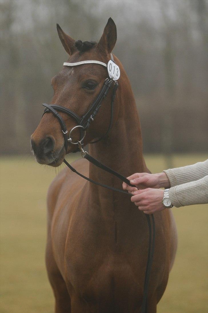 DSP Zatarra billede 6