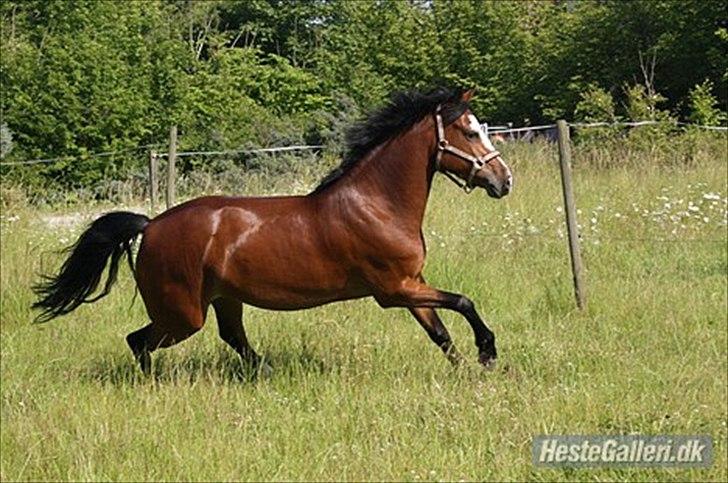 New Forest Højvangs Cindy billede 9