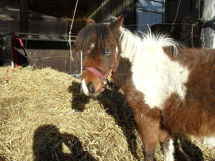 Amerikansk Miniature Teglmosens Afrodite West billede 9