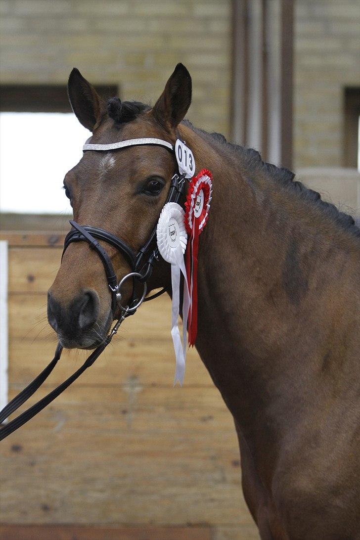 DSP Zatarra billede 11