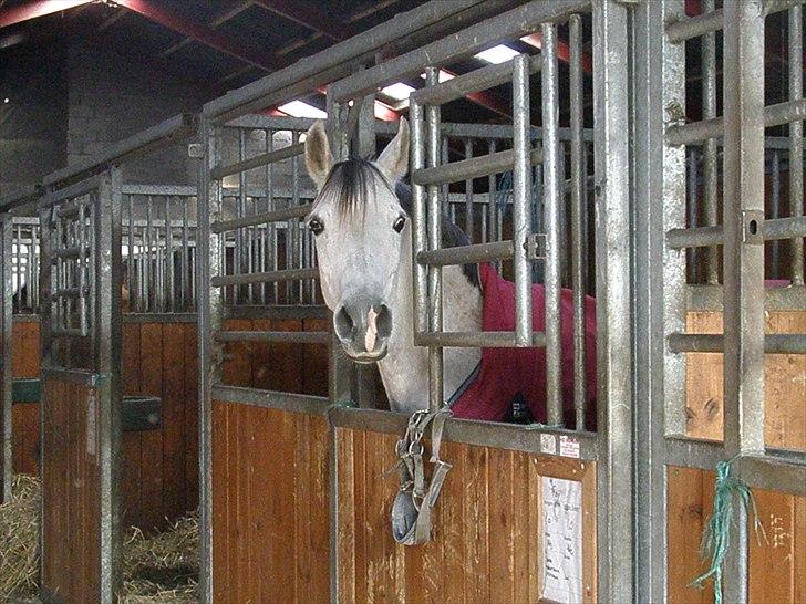 Arabisk fuldblod (OX) Faytima(solgt) - <3 billede 16