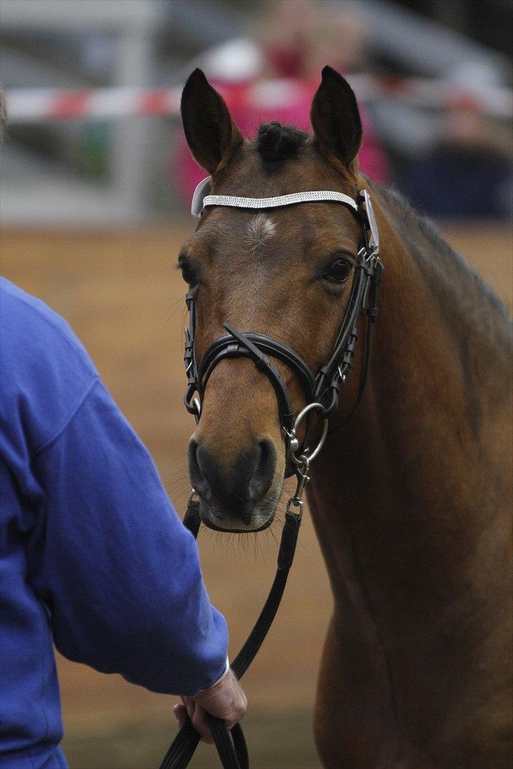 DSP Zatarra billede 12