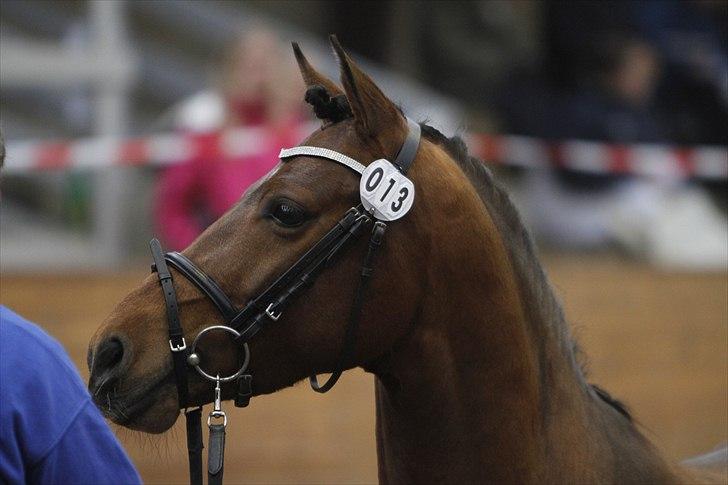 DSP Zatarra billede 13