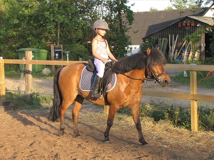 Anden særlig race Minimax  - Emma på dressurbanen en af de første dage vi havde ham. billede 4