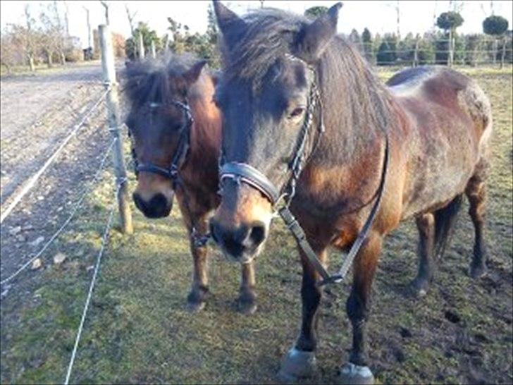 Anden særlig race Brune  [Savnet :'* ] - 18# Elsker dig ponz :) billede 18