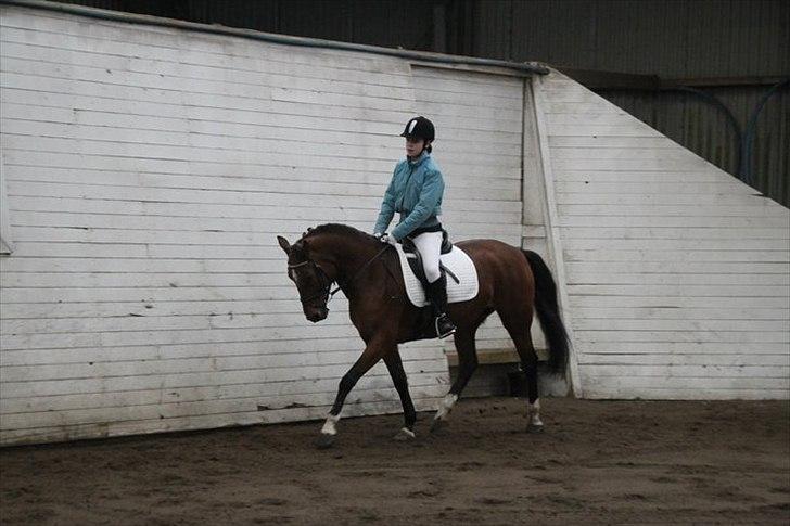 New Forest Thrustfull - Opvarmning til mit første stævne på Thrusty billede 3