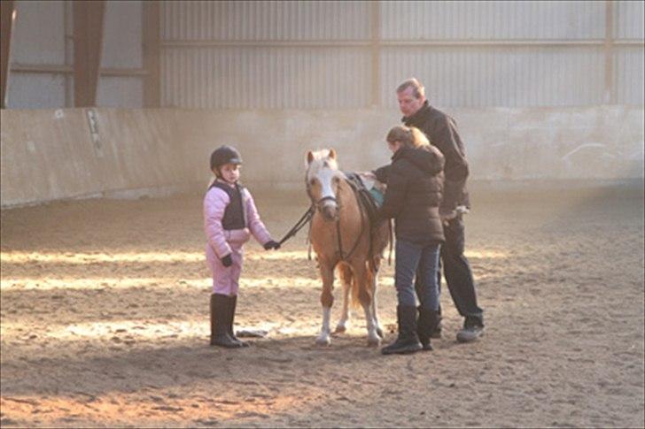 Welsh Mountain (sec A) Sjaik - Prøvetur.. billede 11