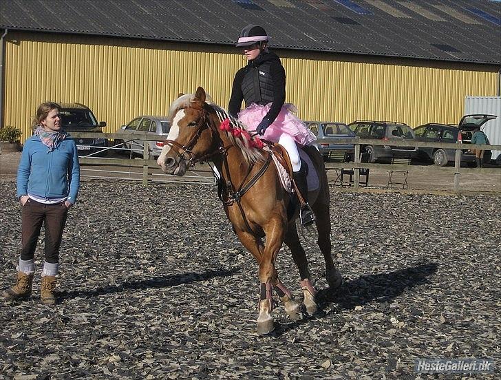 Haflinger Laura - Opvarmning inden fastelavnsstævne :D MARTS 2011 *Foto: Mie* billede 18