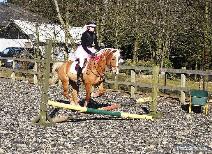 Haflinger Laura - Hihi, det ser lidt sjovt ud, men hun var sød! MARTS 2011 *Foto: Mie* billede 19