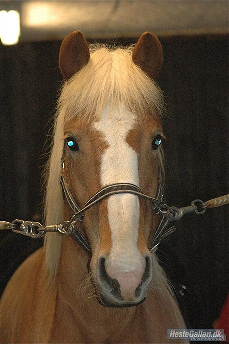 Haflinger Laura - Tak fordi du kiggede forbi!(: | Smukke Laura på staldgangen. FEBRUAR 2011 *Foto: Ida* billede 20