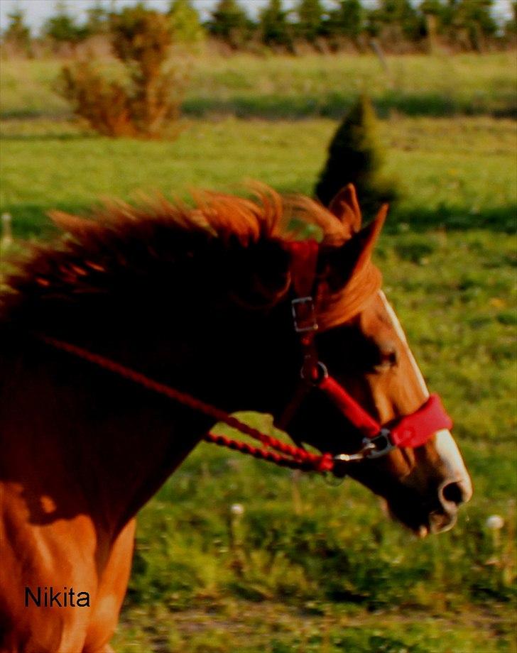 Sportsaraber (A) Bjerregårdens Sandra - Velkommen Til den dejlige ponys, profil:) billede 14