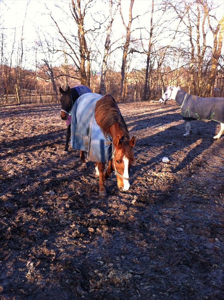 Anden særlig race Picasso - Casso på fold m. Midnight og Aida billede 6