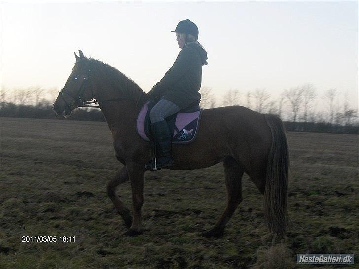 Anden særlig race ascana billede 12