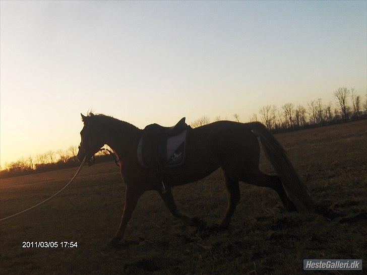 Anden særlig race ascana billede 13