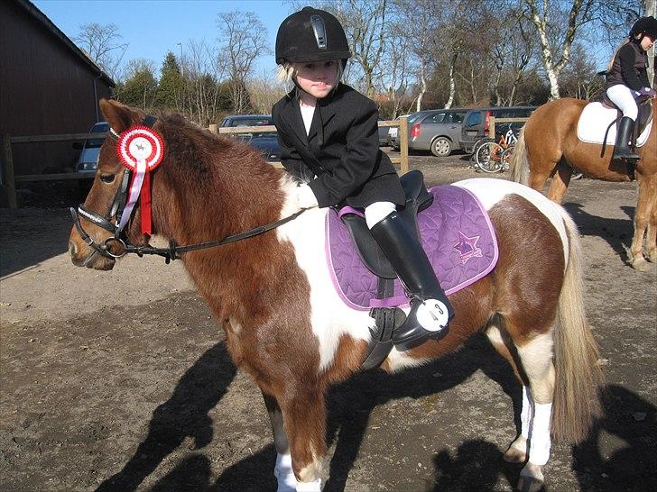 Anden særlig race Bell  (Solgt) billede 5