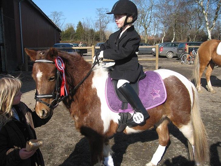 Anden særlig race Bell  (Solgt) billede 6