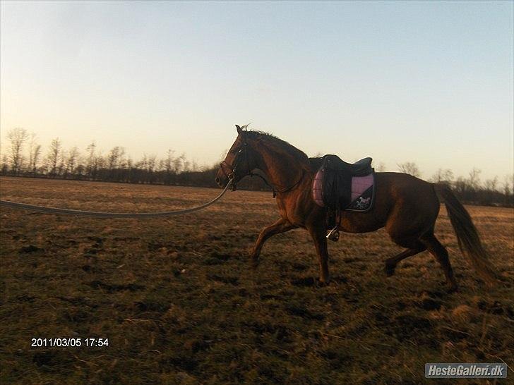 Anden særlig race ascana billede 14