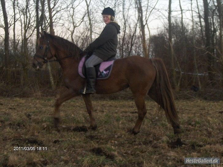 Anden særlig race ascana billede 15