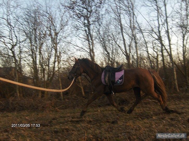 Anden særlig race ascana billede 16