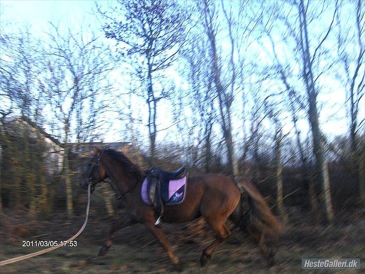 Anden særlig race ascana billede 17