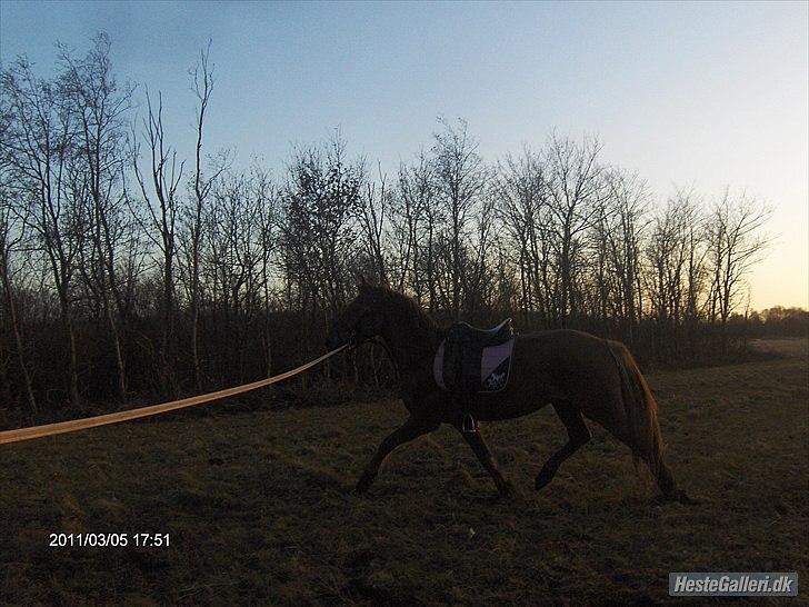 Anden særlig race ascana billede 18